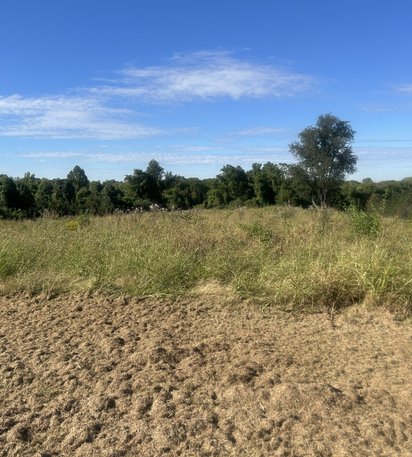 tall grass and weeds in a field before brush hogging