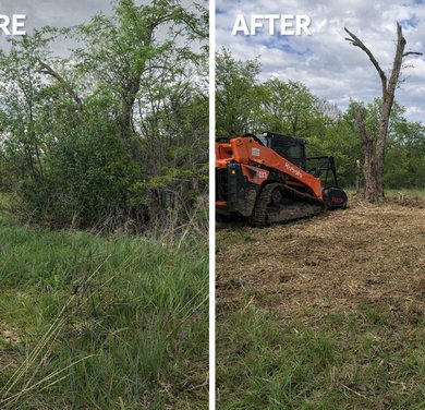 before and after cleanup around a mature tree