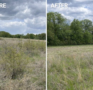 before and after woody growth removal in a field
