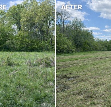 before and after sapling removal in a field