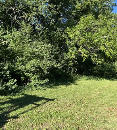 overgrown fence line before clearing