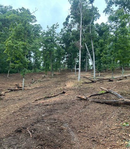 open wooded hillside after brush and understory clearing