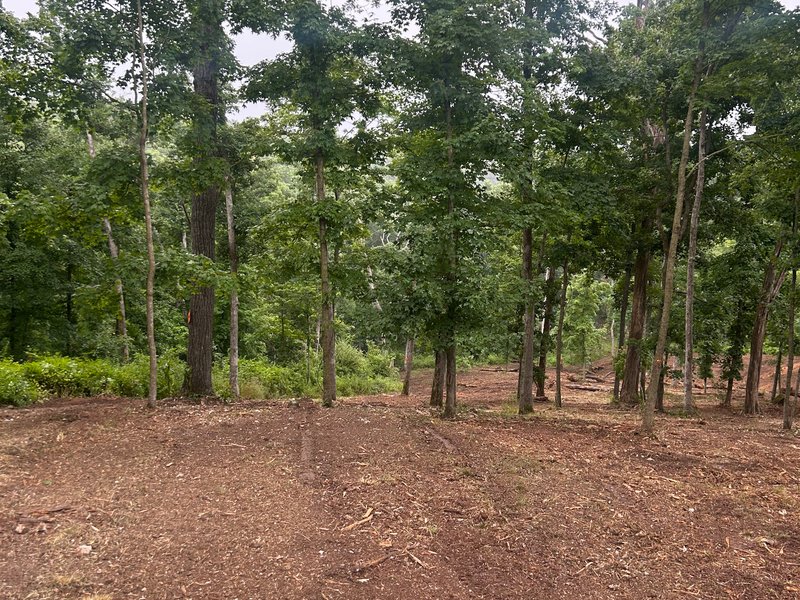 cleared ground beneath mature trees