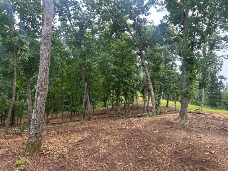 open view across a cleared wooded slope
