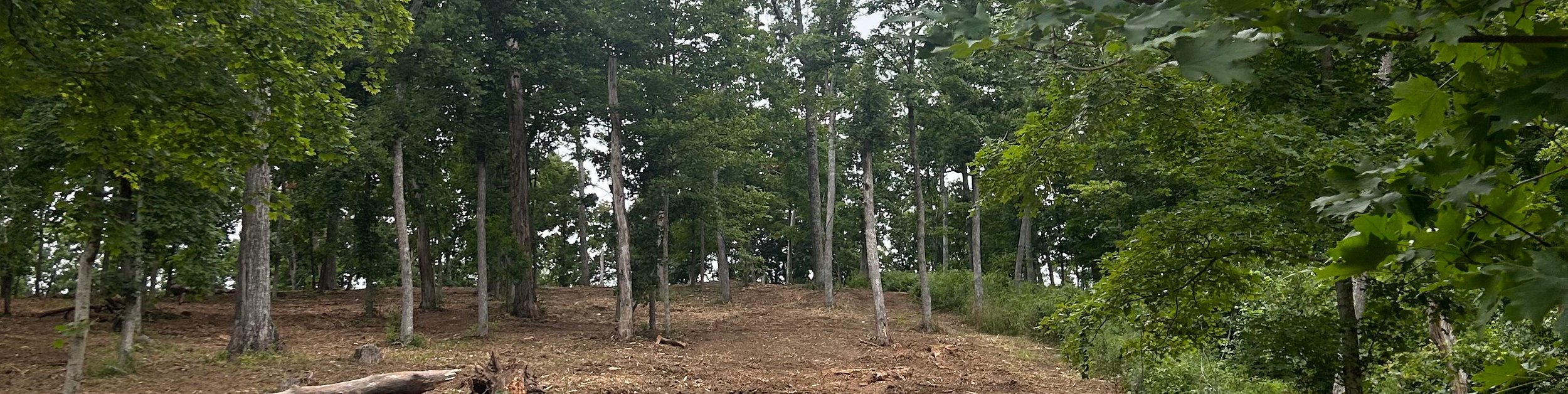cleared wooded acreage after forestry mulching
