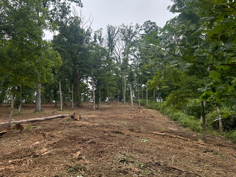 finished clearing viewed from the bottom of the hill