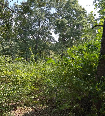 dense undergrowth on wooded acreage before clearing
