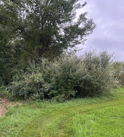 dense brush before vegetation clearing