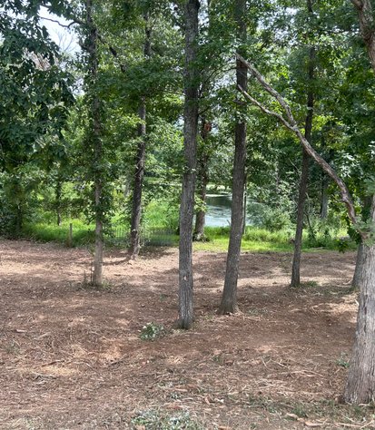 open ground beneath mature trees after clearing