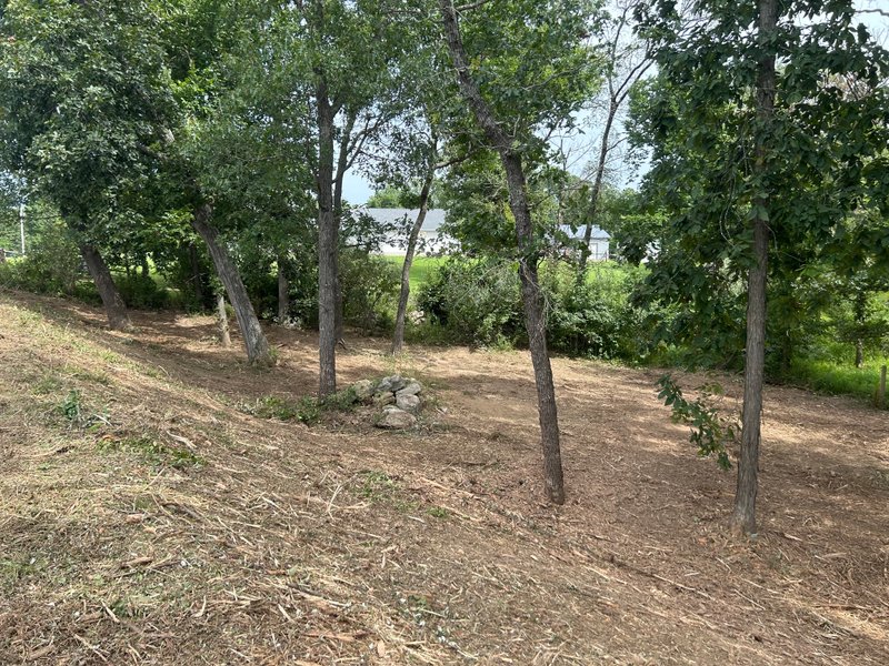 finished clearing between mature trees