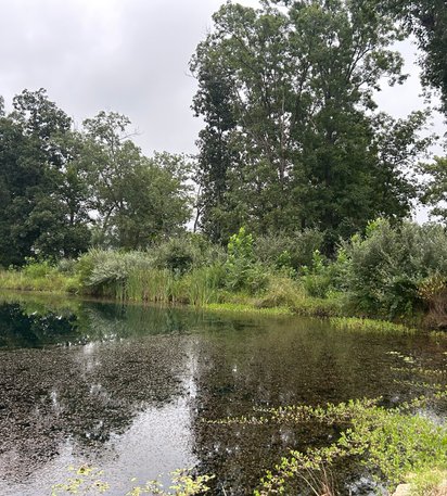 overgrown pond edge before clearing