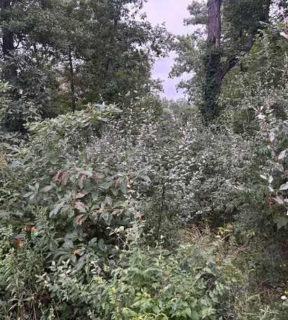 brush and woody growth across open acreage before clearing