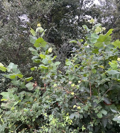 thick understory beneath mature trees before clearing
