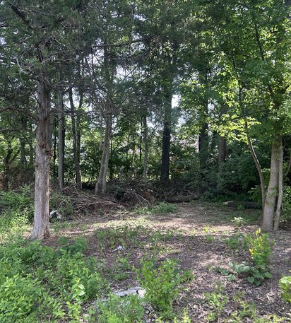 overgrown residential woodline before forestry mulching