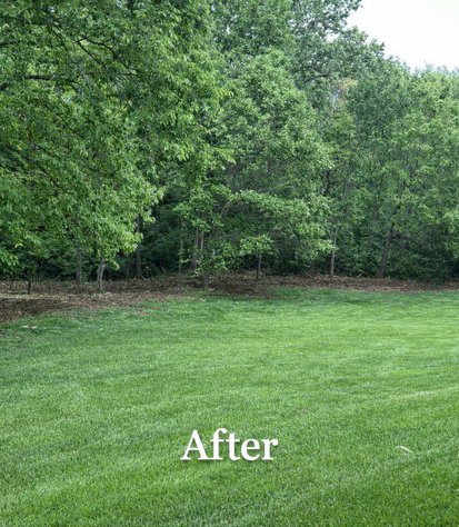 woodline after brush clearing