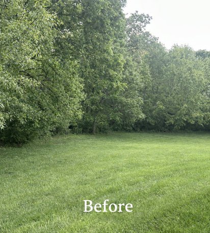 woodline before brush clearing