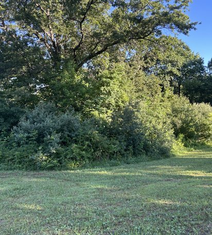 overgrown acreage before residential land clearing