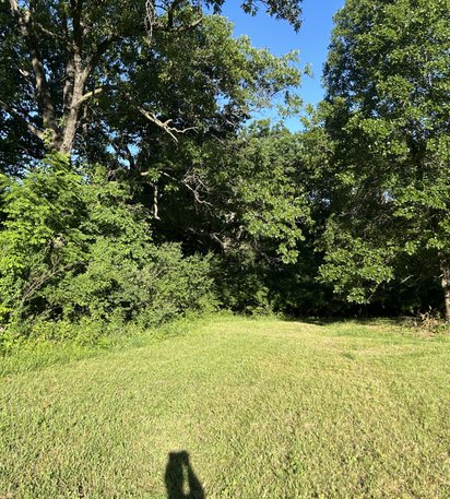 overgrown field before reclamation